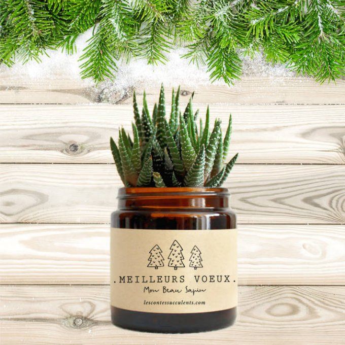 La Succulente de Noël | 120 ml