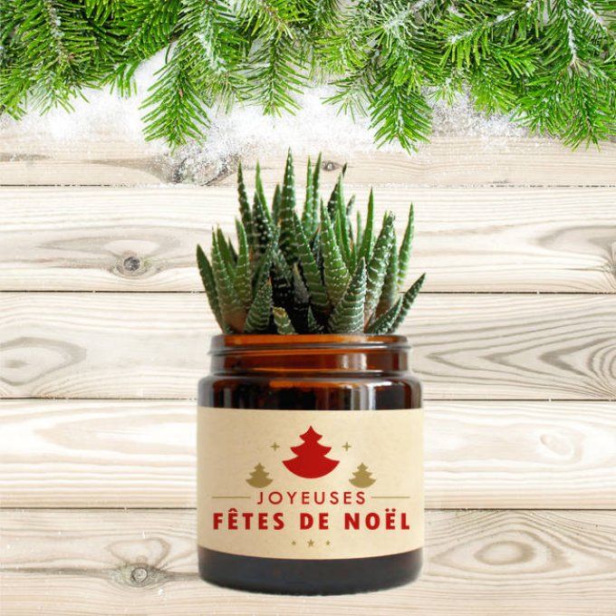 La Succulente de Noël | 120 ml