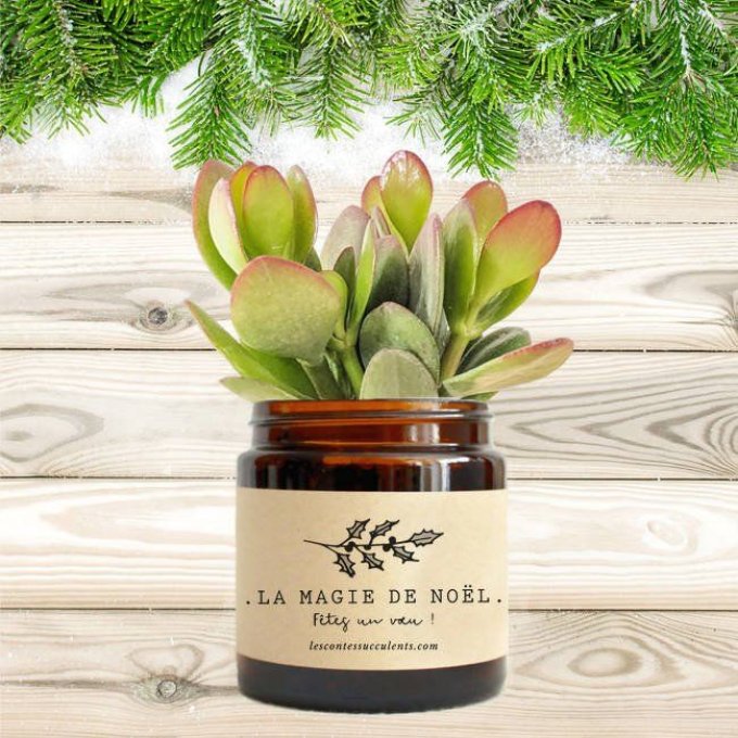 La Crassula de Noël - Box Cadeau | 120 ml