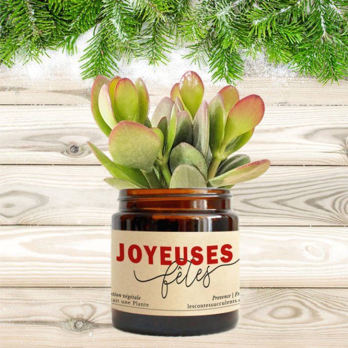 La Succulente de Noël | 120 ml