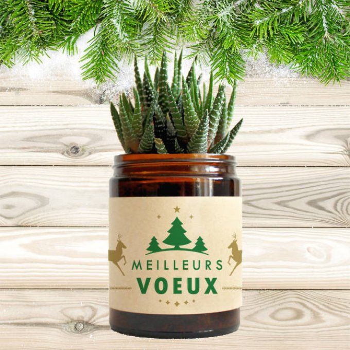 La Succulente de Noël | 180 ml