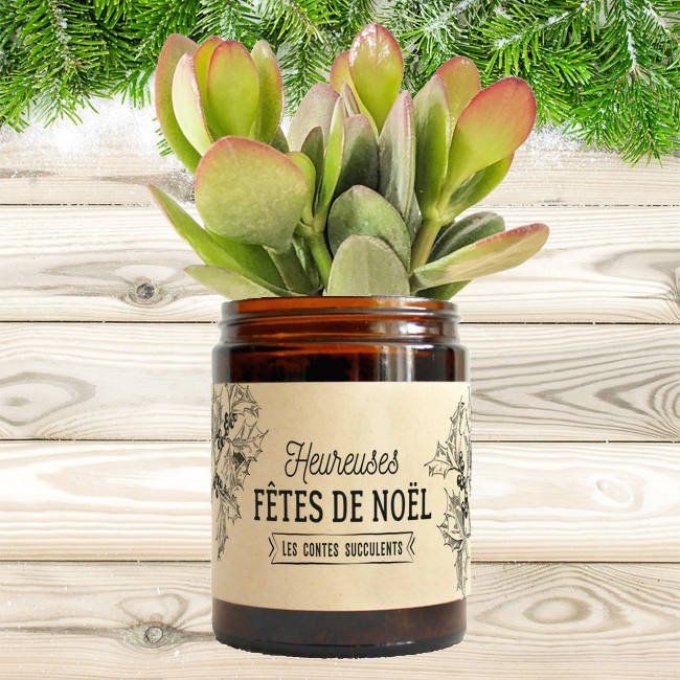 La Crassula de Noël - Box Cadeau | 180 ml