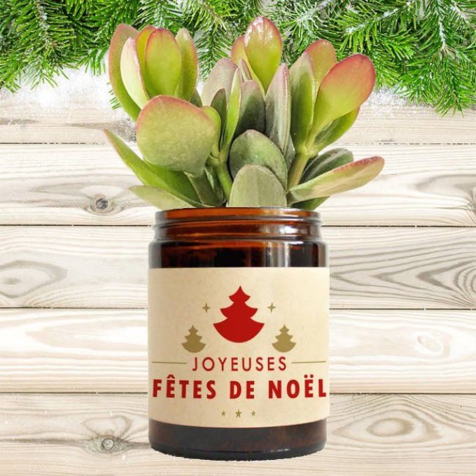 La Crassula de Noël - Box Cadeau | 180 ml