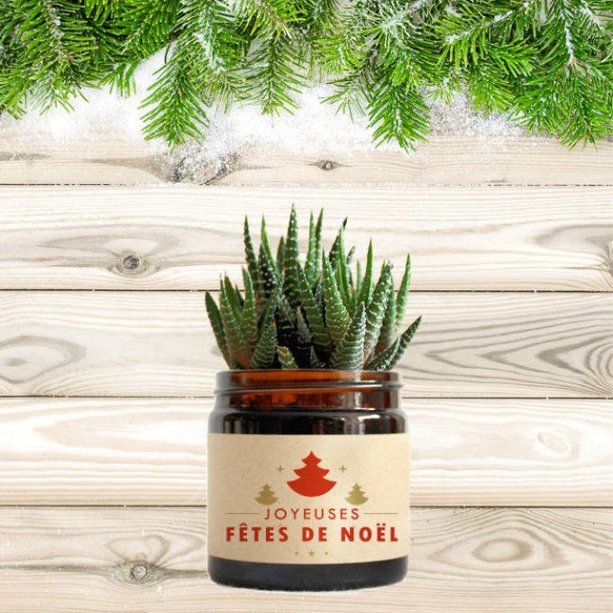 La Succulente de Noël | 60 ml 