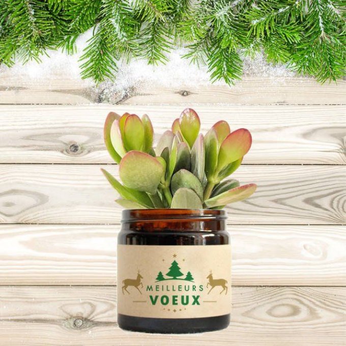 La Crassula de Noël - Box Cadeaux | 60 ml 