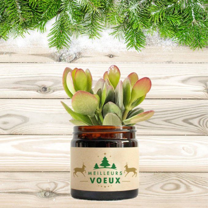 La Succulente de Noël | 60 ml 