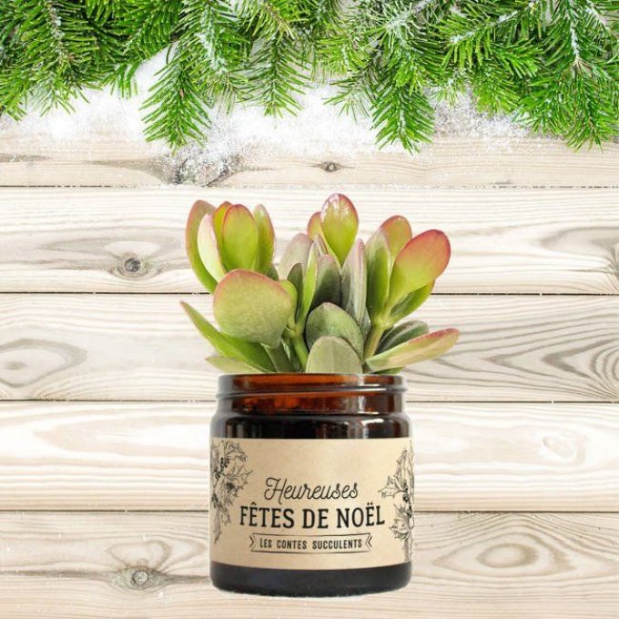 La Crassula de Noël - Box Cadeaux | 60 ml 