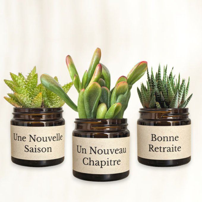 Pack 3 succulentes à message | Bonne Retraite