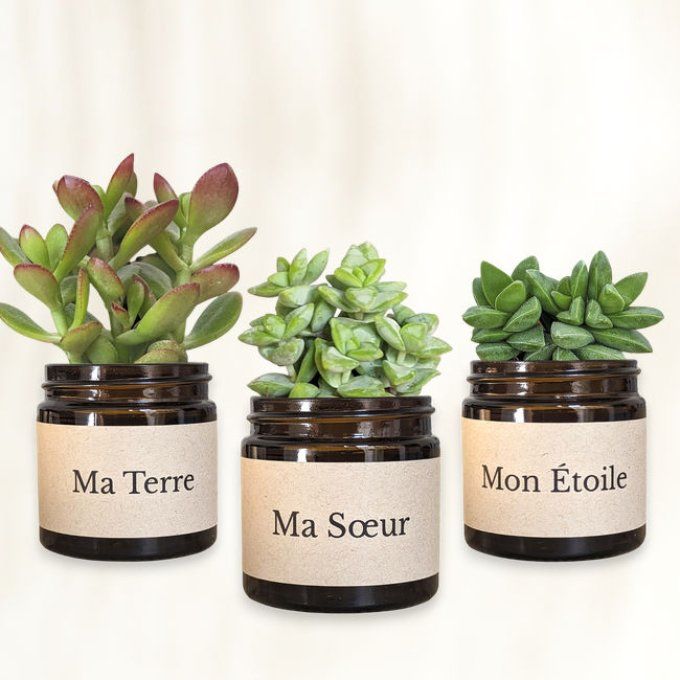 Pack 3 succulentes à message | Ma Soeur