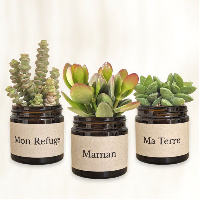 Pack 3 succulentes à message | Maman