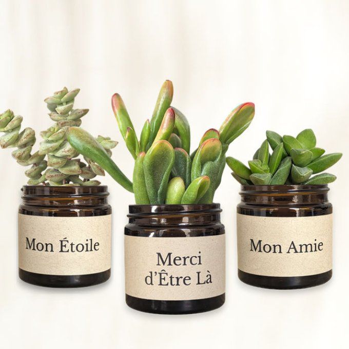 Pack 3 succulentes à message | Merci d'Être Là