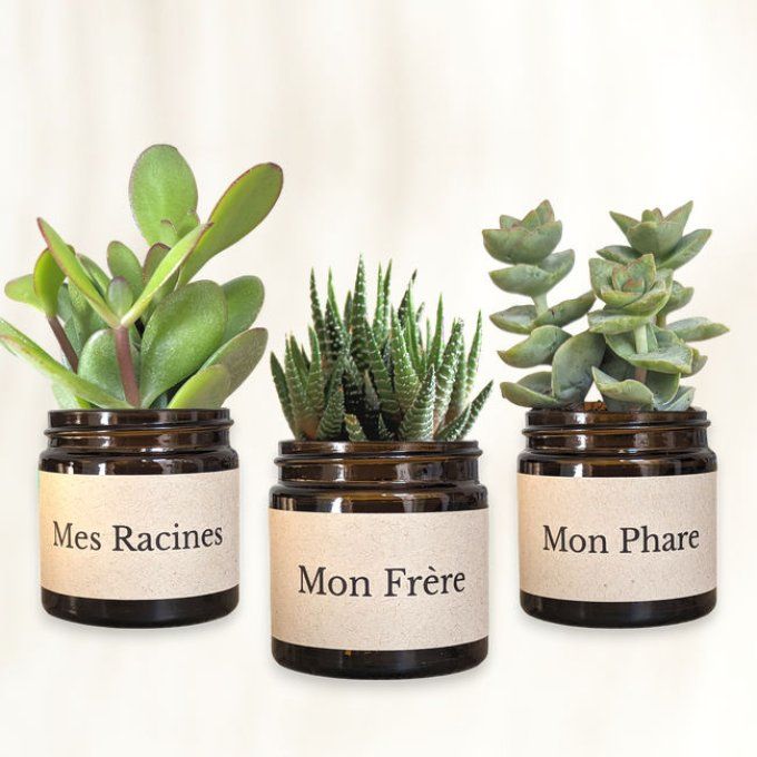 Pack 3 succulentes à message | Mon frère