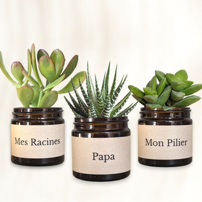 Pack 3 succulentes à message | Papa