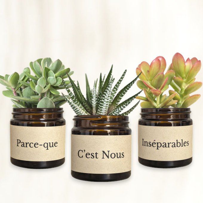 Pack 3 succulentes à message | Serment Végétal